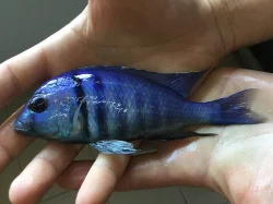 Navštivte odchovnu afrických cichlid