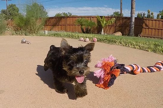 Jorkšírský teriér s PP - fenečky