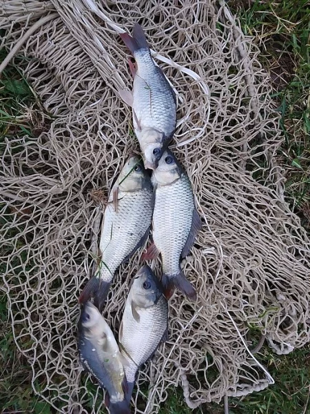 Krmné ryby, kapr 12-17cm