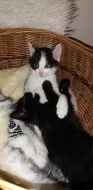 koťátka - dva kocouři