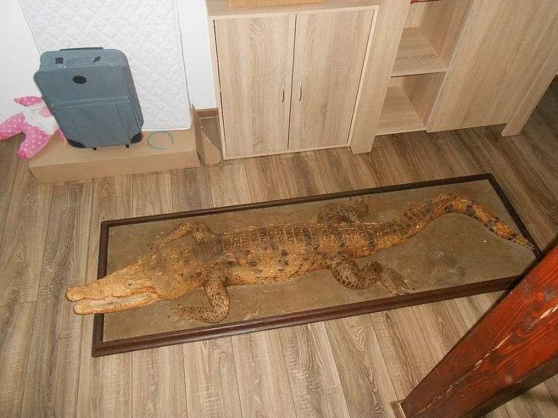 Vycpaný krokodýl 220 cm