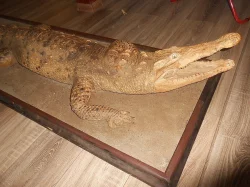 Vycpaný krokodýl 220 cm