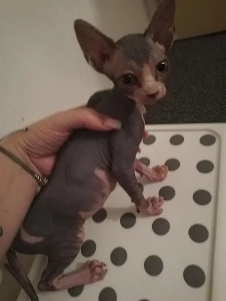 Prodám koťátka Sphynx
