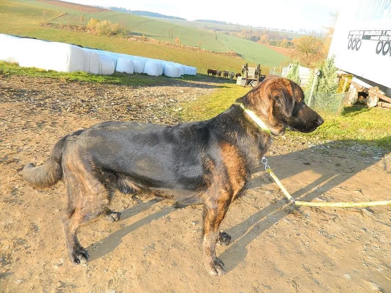 Pes (štěně) kříženec Labradora s Německým ovčákem