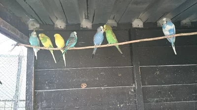 Andulky