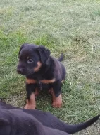 Štěňata beaucerona