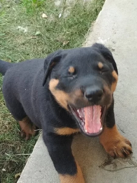 Štěňata beaucerona
