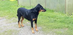 Štěňata beaucerona