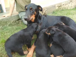 Štěňata beaucerona