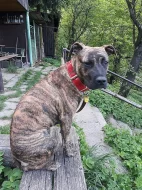 14ti měsíční fenka pitbulla