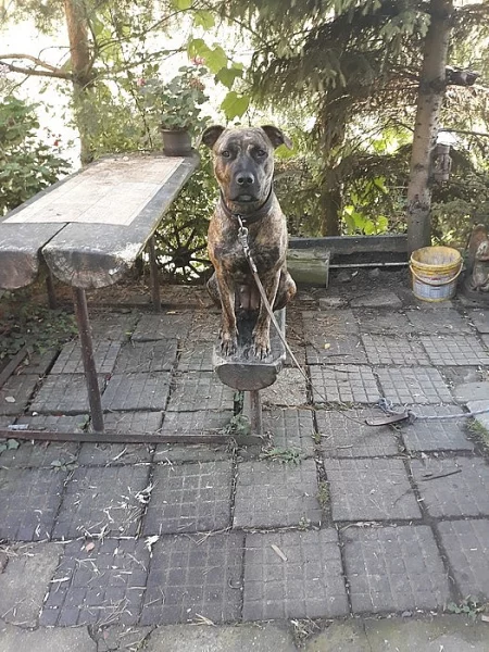 14ti měsíční fenka pitbulla