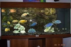 Akvárium Juwel Rio 180 s Tlamovci