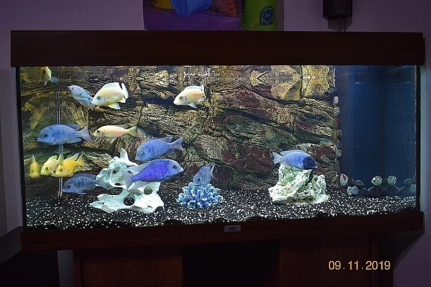 Akvárium Juwel Rio 180 s Tlamovci