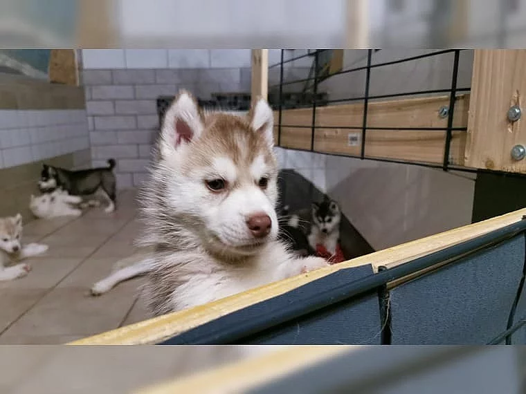 Štěňátka Husky jsou nyní k dispozici