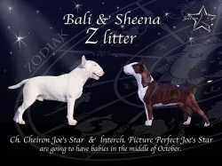 Bulterier s PP
