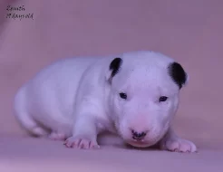 Bulterier s PP