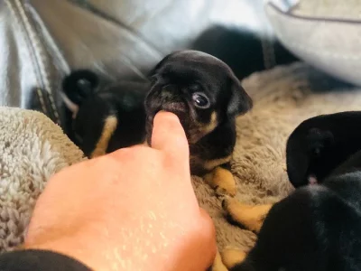 Krásná štěňátka Mops