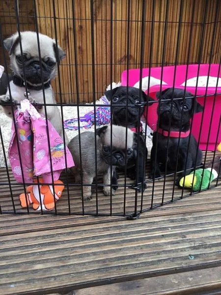 krásný mops štěňátko k dispozici
