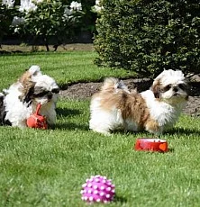 štěně Shih Tzu