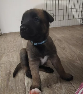 Belgický ovčák malinois s PP