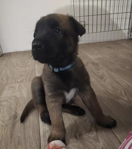 Belgický ovčák malinois s PP