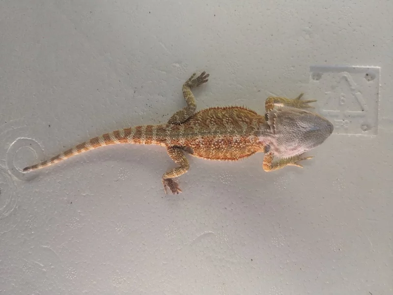Agama vousatá