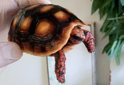 SUCHOZEMSKÉ ŽELVY UHLÍŘSKÉ – vlastní odchov!