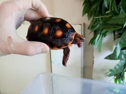 SUCHOZEMSKÉ ŽELVY UHLÍŘSKÉ – vlastní odchov!