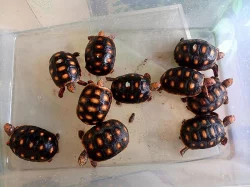 SUCHOZEMSKÉ ŽELVY UHLÍŘSKÉ – vlastní odchov!