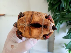 SUCHOZEMSKÉ ŽELVY UHLÍŘSKÉ – vlastní odchov!