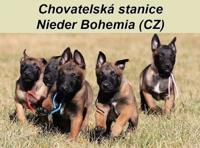 Belgický ovčák malinois - štěňata s PP