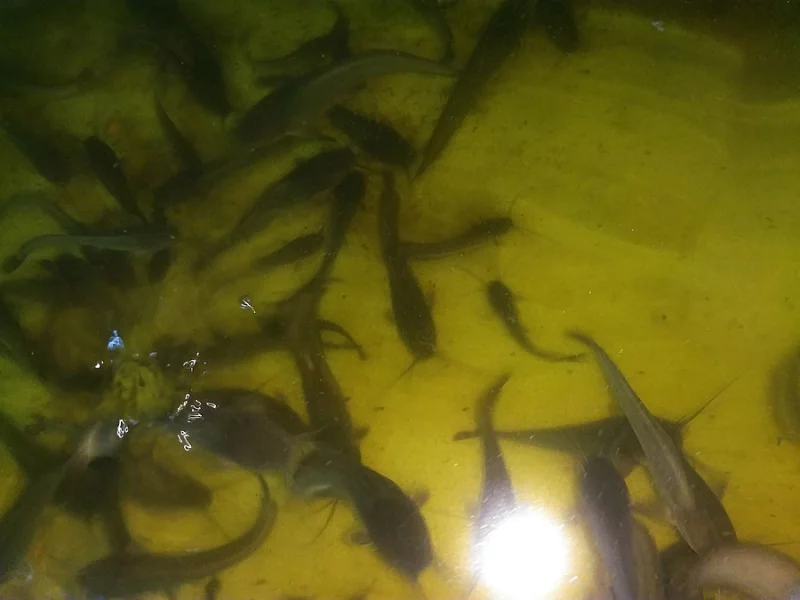 Sumeček africký násada Clarias