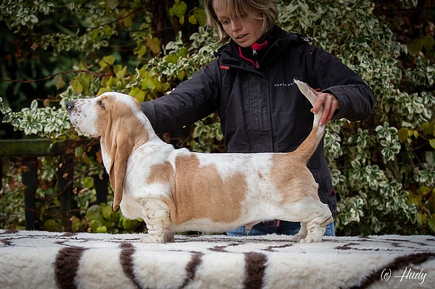 Basset Hound / Baset