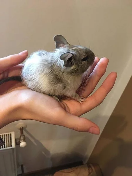 Osmák Degu