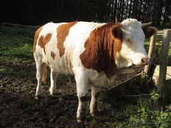 Prodám jalovici čestr z ekochovu