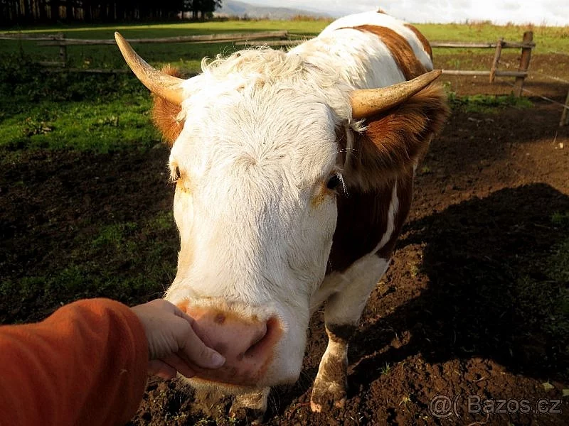 Prodám jalovici čestr z ekochovu