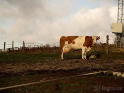 Prodám jalovici čestr z ekochovu