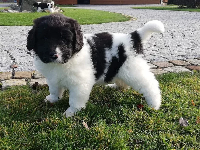 Landseer štěně