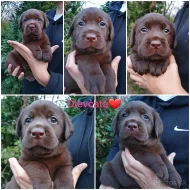 Labradorský retriever s pp