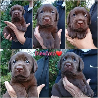 Labradorský retriever s pp
