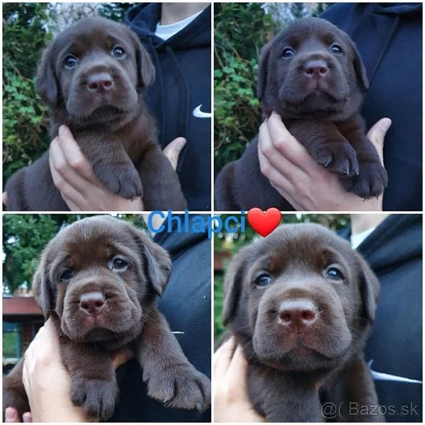 Labradorský retriever s pp