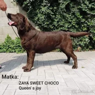 Labradorský retriever s pp