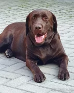 Labradorský retriever s pp