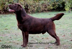 Labradorský retriever s pp