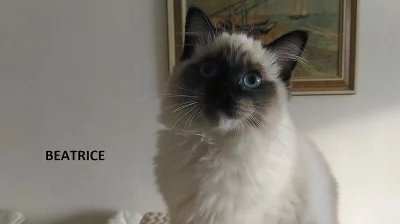 Koťátka plemene Ragdoll s rodokmenem