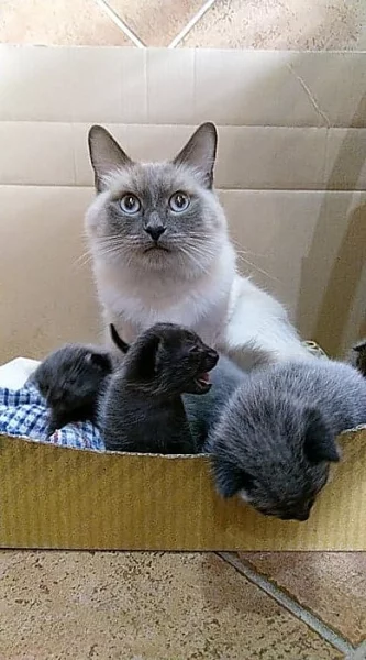 Daruji roztomilá koťátka křížence Ragdoll