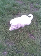 Akita-Inu
