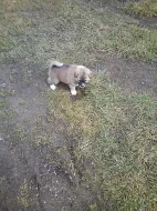 Akita-Inu