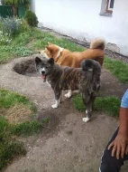 Akita-Inu
