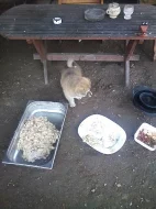Akita-Inu